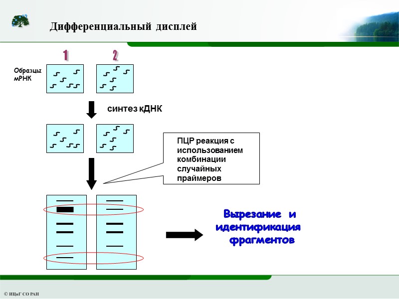 Дифференциальный дисплей